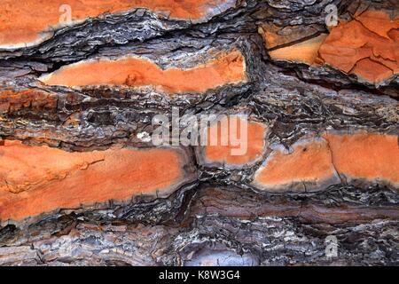 orange and Brown bark of an old pine tree, umbrella pine, Stock Photo