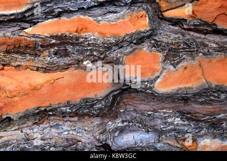 orange and Brown bark of an old pine tree, umbrella pine, Stock Photo