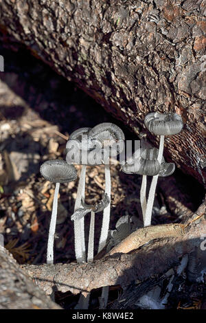 Hare'sfoot Ink-Cap Fungus - Coprinopsis lagopus  on woodland floor Stock Photo