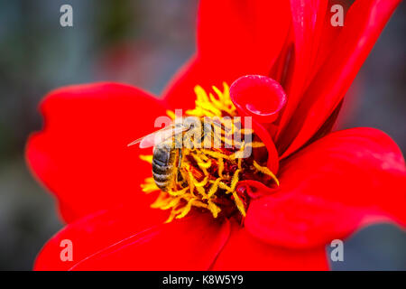 Honey bee (Apis mellifera) covered in pollen grains feeding on and pollinating a red dahlia at RHS Garden Rosemoor, North Devon, England in September Stock Photo