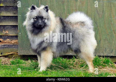 A large Akita dog breed standing position at a dog show looking at the camera. Stock Photo