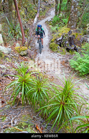 Mountain biking on the Old Ghost Road Stock Photo