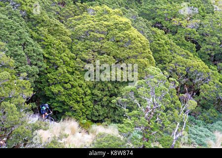 Mountain biking on the Old Ghost Road Stock Photo