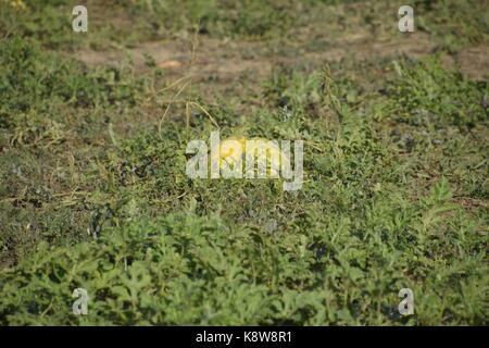 Chopped old rotten watermelon. An abandoned field of watermelons and melons. Rotten watermelons. Remains of the harvest of melons. Rotting vegetables  Stock Photo