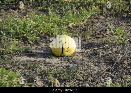 Chopped old rotten watermelon. An abandoned field of watermelons and melons. Rotten watermelons. Remains of the harvest of melons. Rotting vegetables  Stock Photo