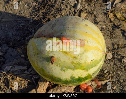 Chopped old rotten watermelon. An abandoned field of watermelons and melons. Rotten watermelons. Remains of the harvest of melons. Rotting vegetables  Stock Photo