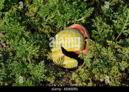 Chopped old rotten watermelon. An abandoned field of watermelons and melons. Rotten watermelons. Remains of the harvest of melons. Rotting vegetables  Stock Photo