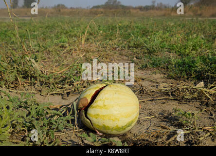 Chopped old rotten watermelon. An abandoned field of watermelons and melons. Rotten watermelons. Remains of the harvest of melons. Rotting vegetables  Stock Photo