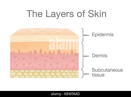 Components of human Skin layer in vector style. Stock Vector