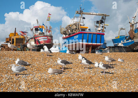Black backed gulls (larus marinus, laridae) on Hastings Old Town Stade Fishermen's Beach, East Sussex, UK Stock Photo