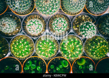 Overhead view of green cactus with retro styled effect Stock Photo