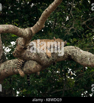 A Jaguar sleeps on a tree branch in North Pantanal, Brazil Stock Photo