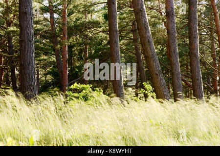 Pinewood with trees and grass growing in forest understory. Scots or Scotch pine Pinus sylvestris trees in evergreen woodland. Pomerania, Poland. Stock Photo