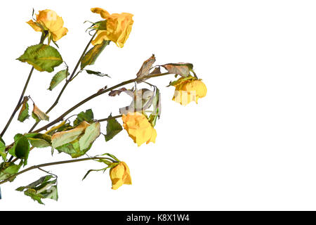 Wilted roses on a white background. Stock Photo