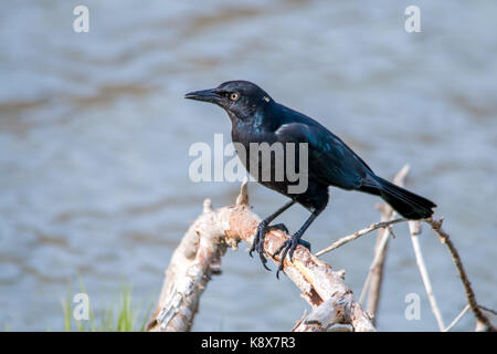 The Male Brewer's Blackbird at Malibu Lagoon in September Stock Photo