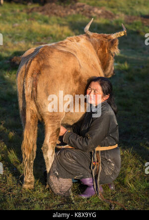 mongolian nomad woman milking a cow Stock Photo - Alamy