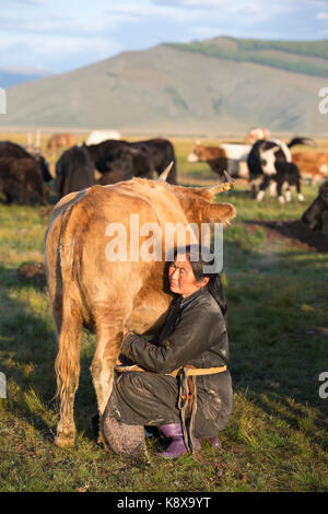 mongolian nomad woman milking a cow Stock Photo - Alamy