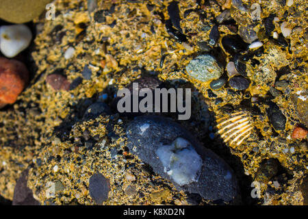 Beach cliffs. Stone, shell and sea. Marine background. Stock Photo