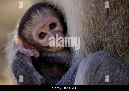 Breakfast Time for a baby Vervet Monkey (Africa) Stock Photo