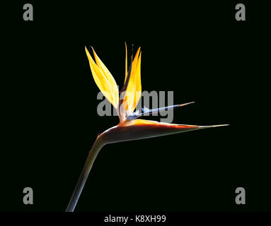 bird of paradise flower back lit against a dark background