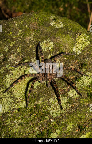 Fishing spider hi-res stock photography and images - Page 3 - Alamy