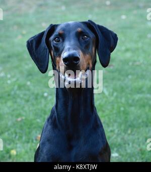 4 Year Old Doberman Pinscher Stock Photo