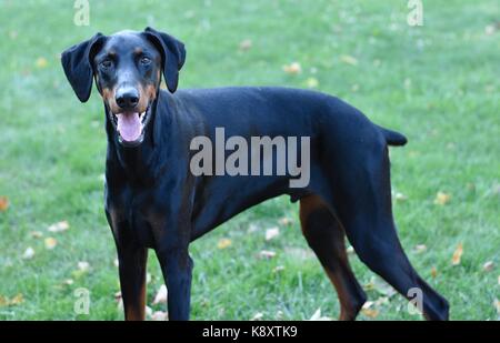 4 Year Old Doberman Pinscher Stock Photo