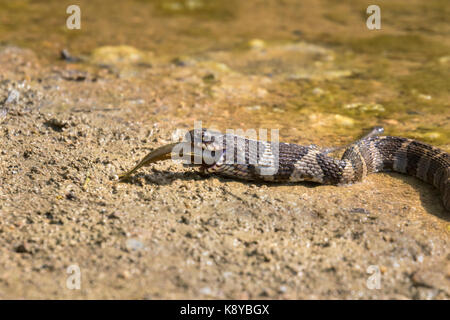 Northern Water Snake (Nerodia Sipedon), New York, Gravid Female Basking ...