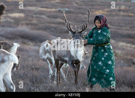tsaatan woman with reindeer in Northern Mongolian landscape Stock Photo
