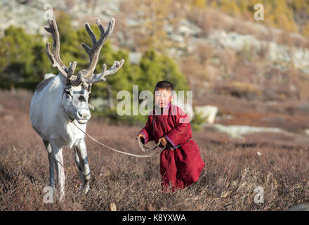 tsaatan boy, dressed in a traditional deel, with a reindeer in a taiga of northern Mongolia Stock Photo