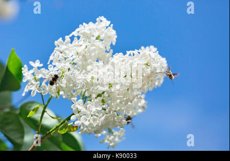 bee sits on a white lilac Stock Photo