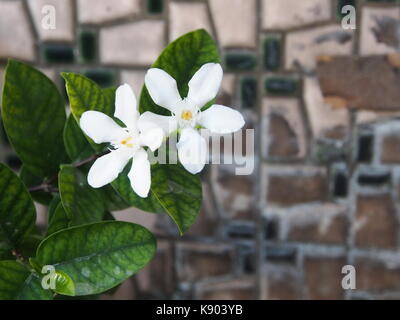 a Beautiful Cape Jasmine , Cape Gardinia. Macro with Natural Light in the morning. Stock Photo