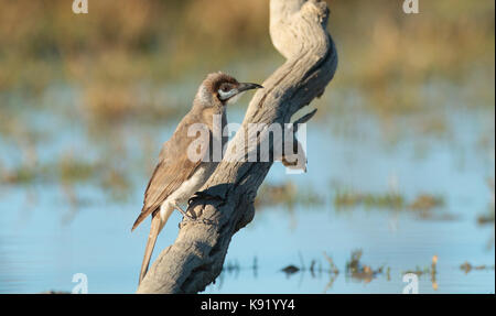 A Little Friarbird, Philemon citreogularis, perched on a tree branch in Wetlands in Western Queensland Stock Photo