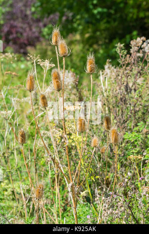 Dipsacus fullonum Teasel (Common Teasel, Wild Teasel, Fuller's Teasel), dried seed heads, in early Autumn near water in Southern UK.
