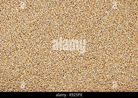 Pearl Millet (bajra) filled in as background Stock Photo