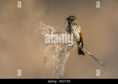 A common reed bunting is sitting on a grass-stock Stock Photo