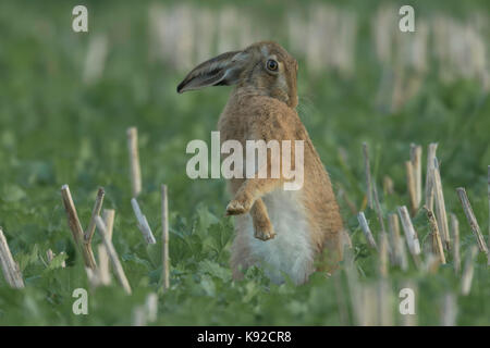 Brown Hare (Lepus europaeus) cleaning its self. Stock Photo
