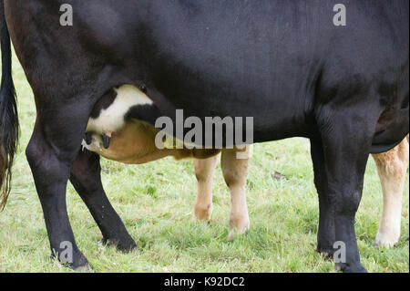 Young calf drinking milk from its mother teats. Stock Photo