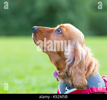 Side close up of beautiful red cocker spaniel dog (face) isolated outdoors in UK park, sitting obedient, looking up at owner. UK pets Stock Photo