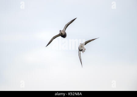 Bird in flight - Chinese Spot-billed Duck Stock Photo