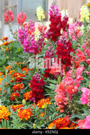 The beautiful brightly colored summer bedding plants of Antirrhinum majus also known as Snap Dragons and Tagetes patula (French Marigolds). Stock Photo