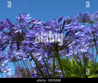 The bright blue flowers of Agapanthus, also known as African Lily or Lily of the Nile against a background of blue sky.