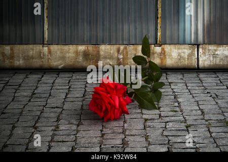 Cut red rose on a cobblestone street by a weathered old brick and metal wall Stock Photo