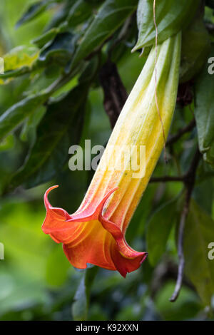 Single large, tubular flower of the half-hardy large shrub, Brugmansia sanguinea Stock Photo