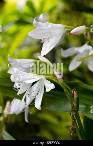 White, late summer flowers of the half-hardy ornamental bulb, Crinum x powellii 'Album' Stock Photo