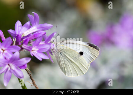 Female large white butterfly, Pieris brassicae, feeding on the late summer flowers of Tulbaghia violaceae Stock Photo