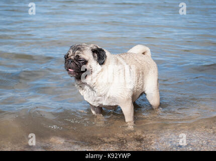 cute wet pug puppy dog standing panting with paws in water at lake on sunny day Stock Photo