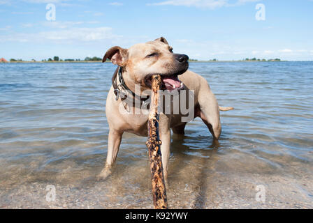 happy healthy staffordshire terrier dog, playing and swimming with stick on beach in park in summer Stock Photo