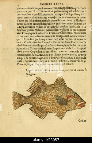 L'histoire naturelle des estranges poissons marins BHL4748790 Stock Photo