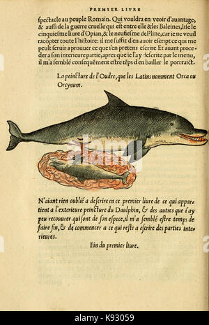 L'histoire naturelle des estranges poissons marins BHL4748814 Stock Photo